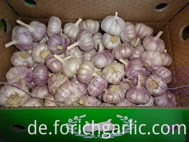 Normal White Garlic